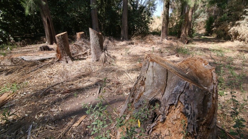 El monte sufre tala de árboles, quema de pastizales y se puede ver acumulación de basura. 