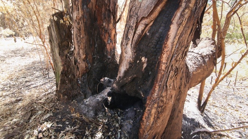 El monte sufre tala de árboles, quema de pastizales y se puede ver acumulación de basura. 