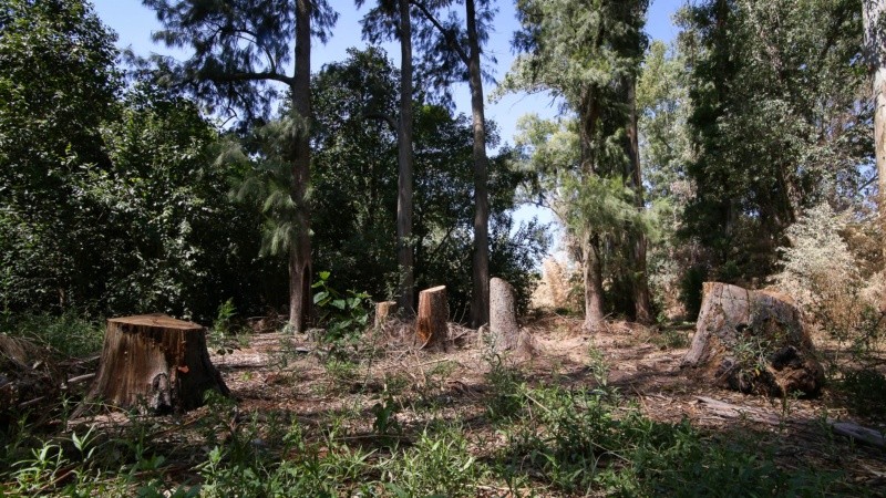 El monte sufre tala de árboles, quema de pastizales y se puede ver acumulación de basura. 