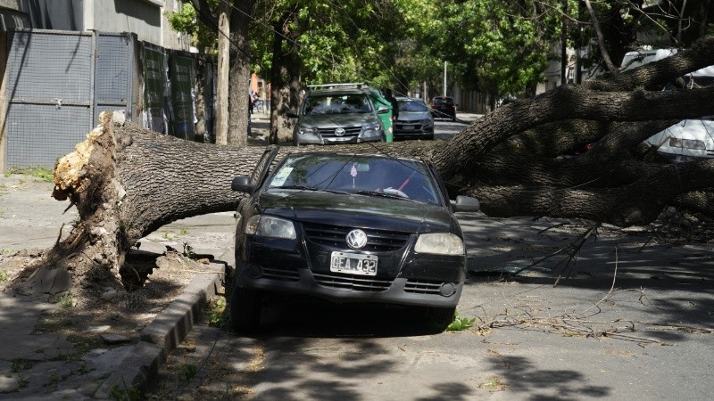 Un árbol cayó sobre un auto estacionado en Junín al 1300.