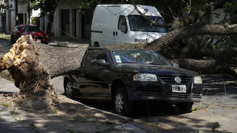 Un árbol cayó sobre un auto estacionado en Junín al 1300.