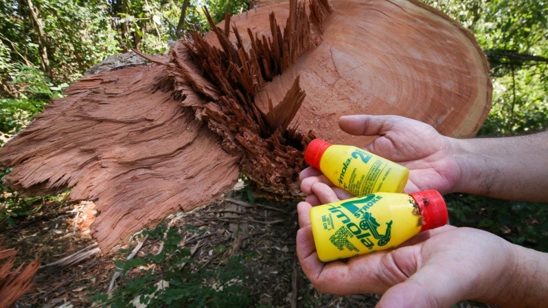 Las botellas de aceite del motor de las motosierras. Detrás, un arbol añejo talado recientemente. (Alan Monzón/Rosario3)